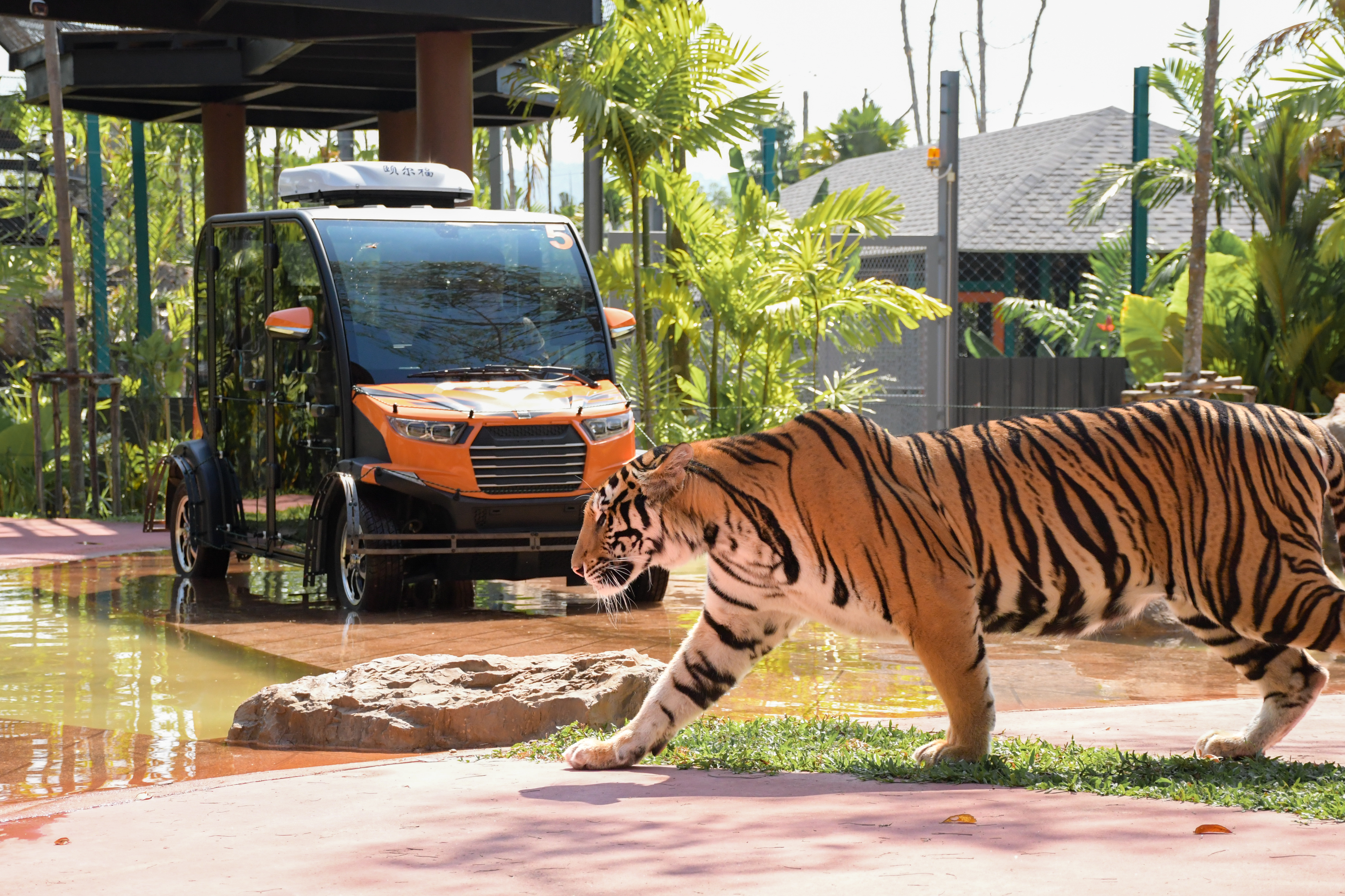 ฟอเรสท์ ซาฟารี