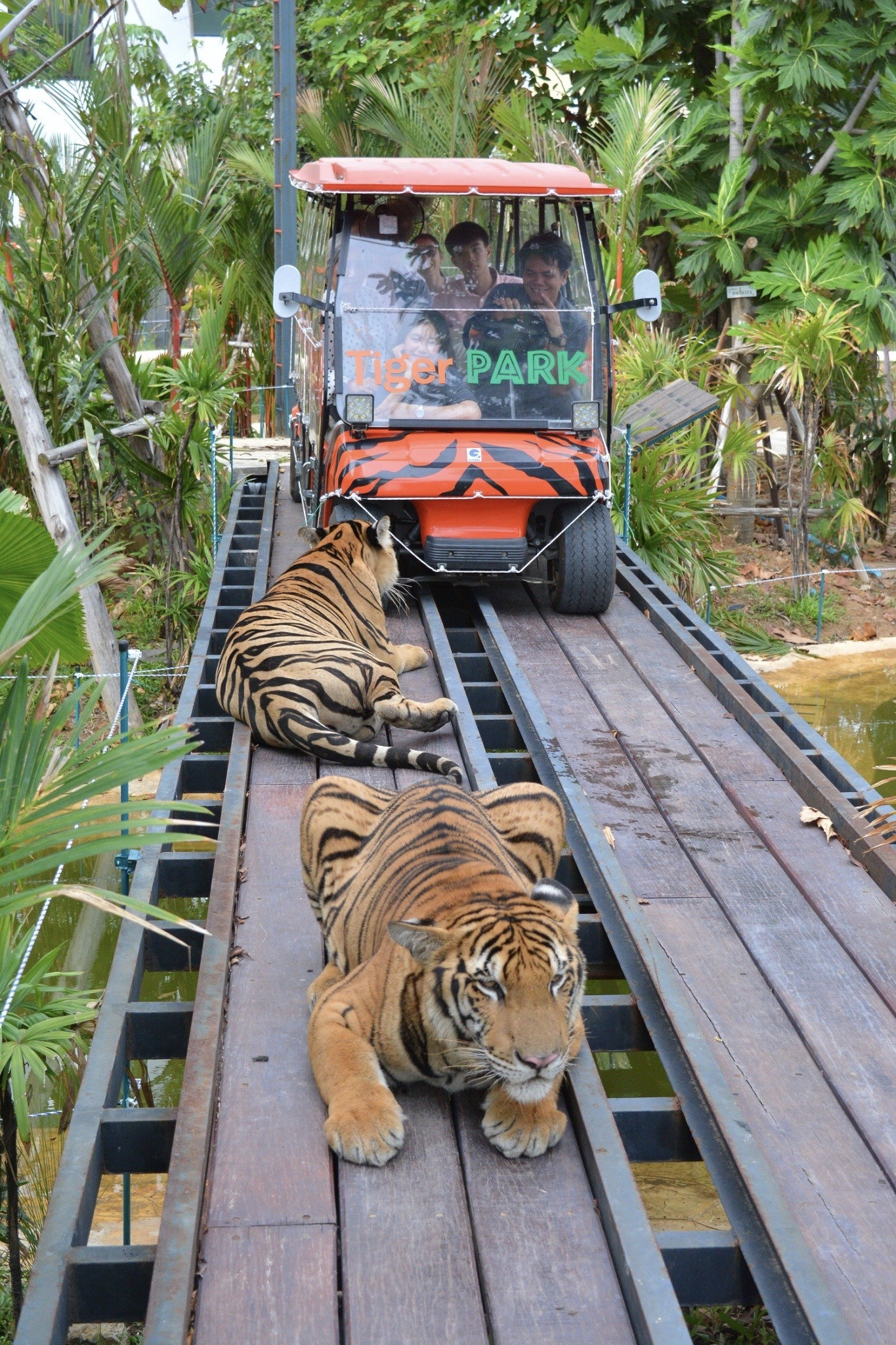 Tiger Gallery Image
