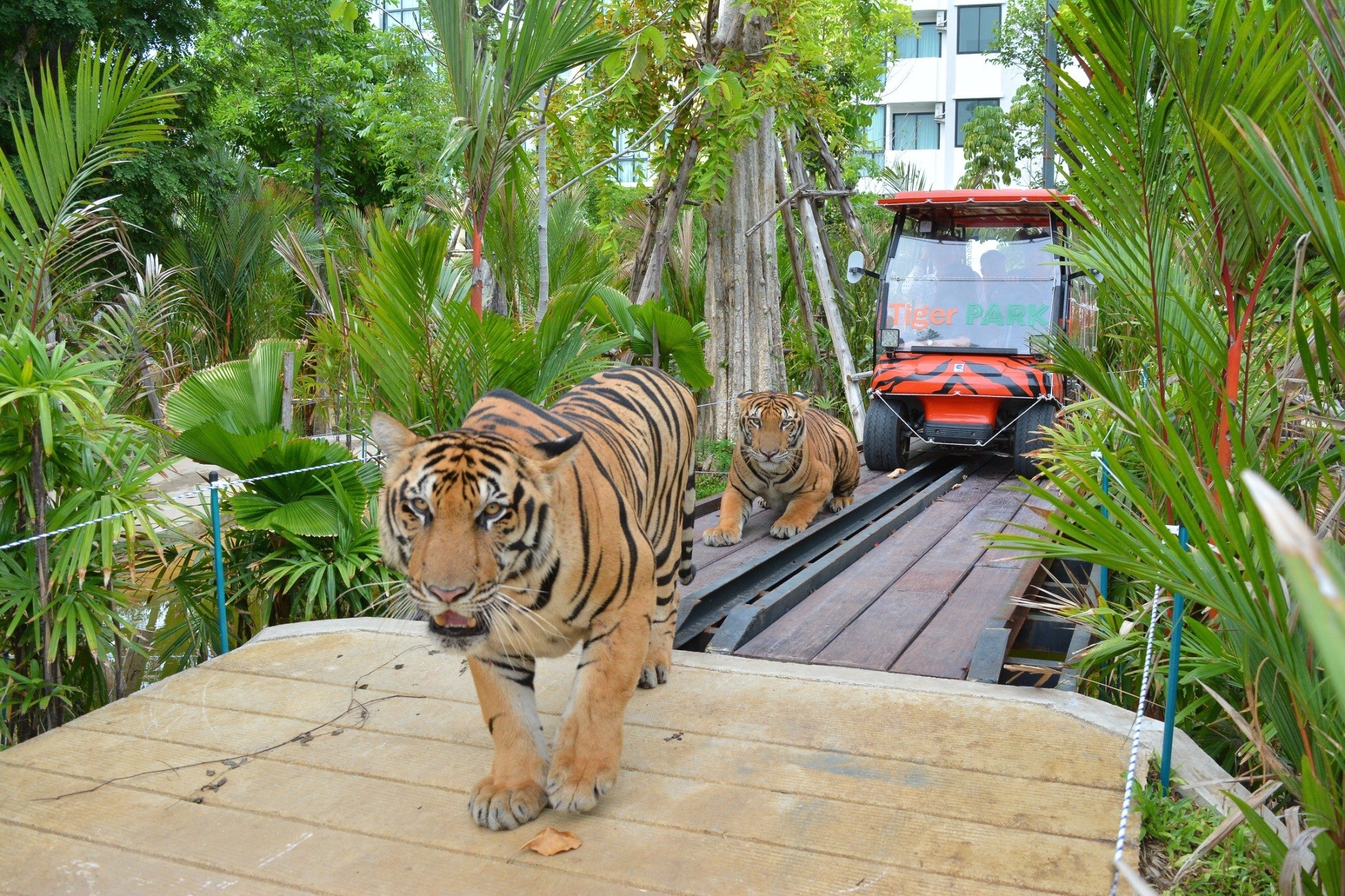 Tiger Gallery Image