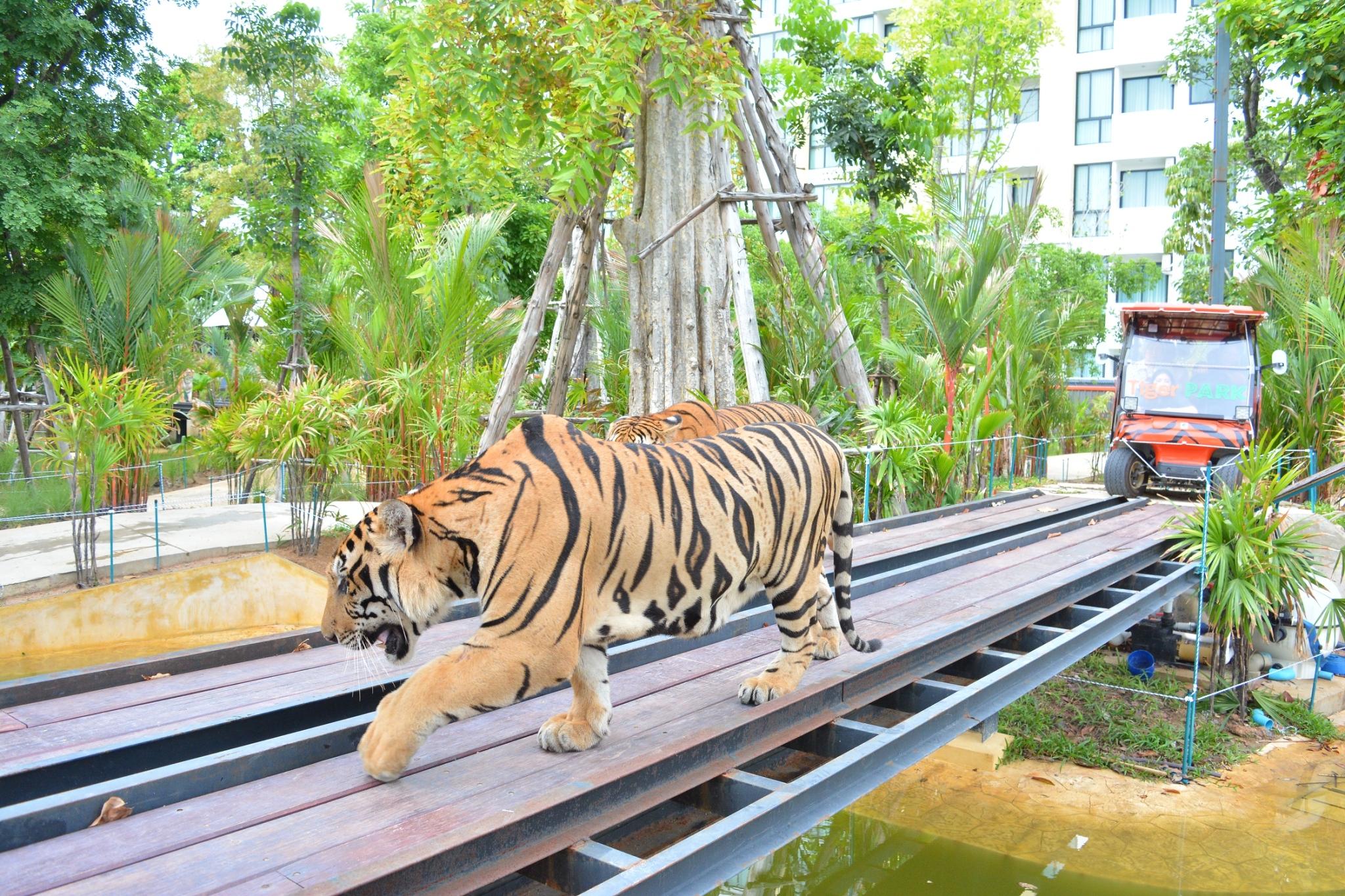Tiger Gallery Image