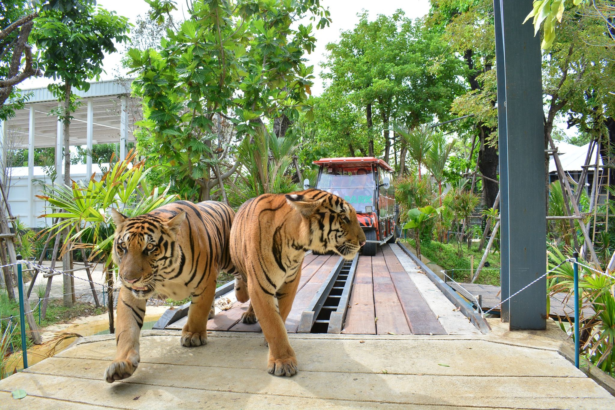 Tiger Gallery Image