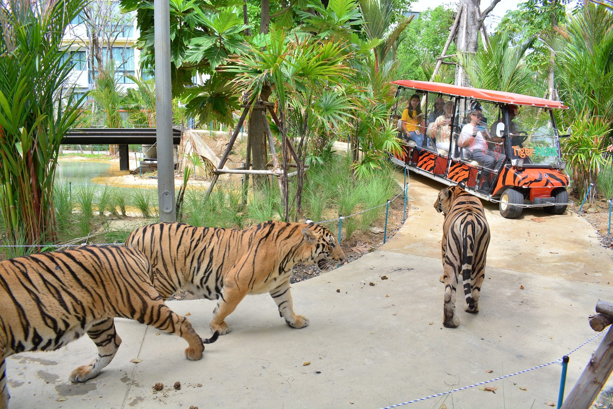 Tiger Gallery Image