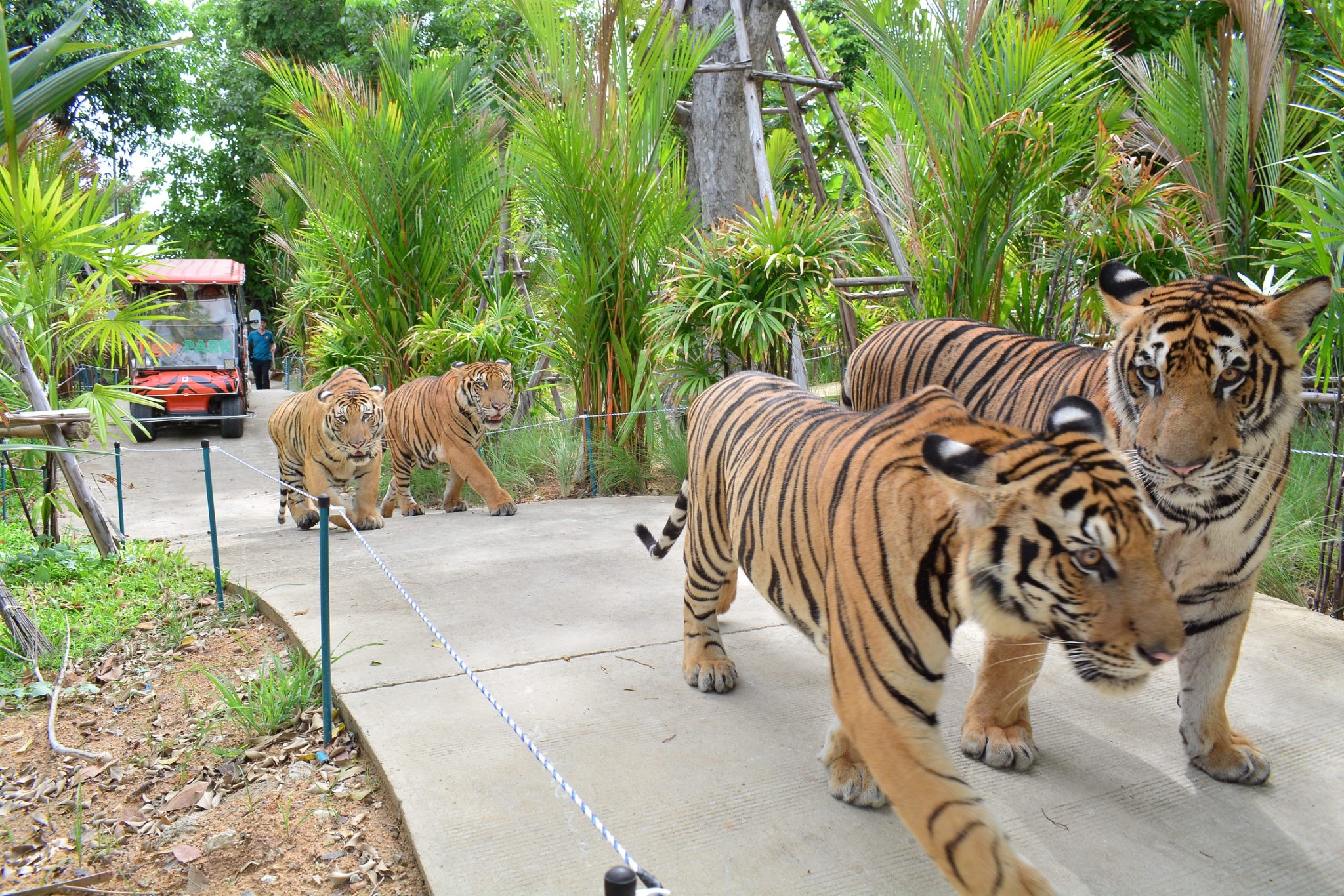 Tiger Gallery Image