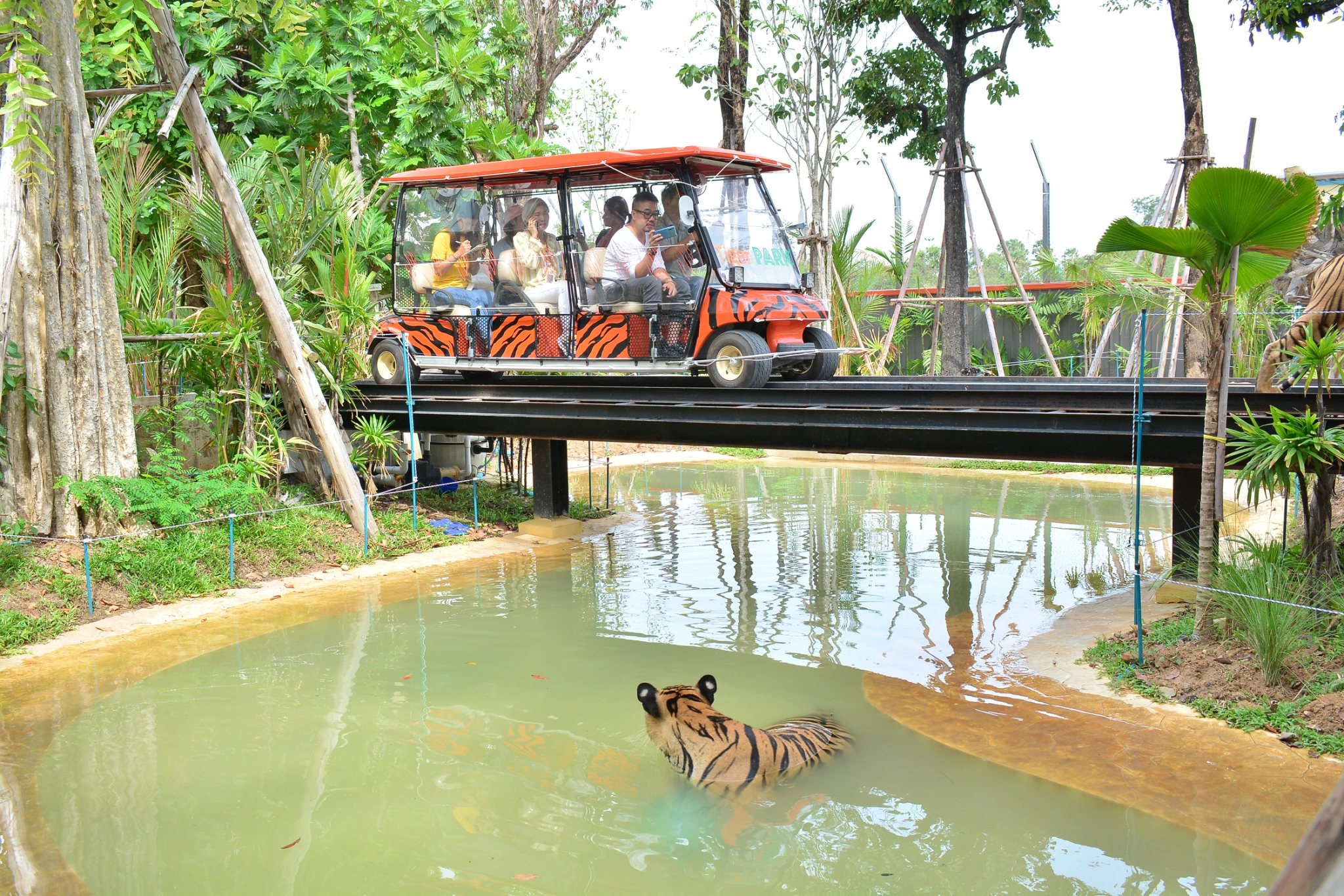 Tiger Gallery Image