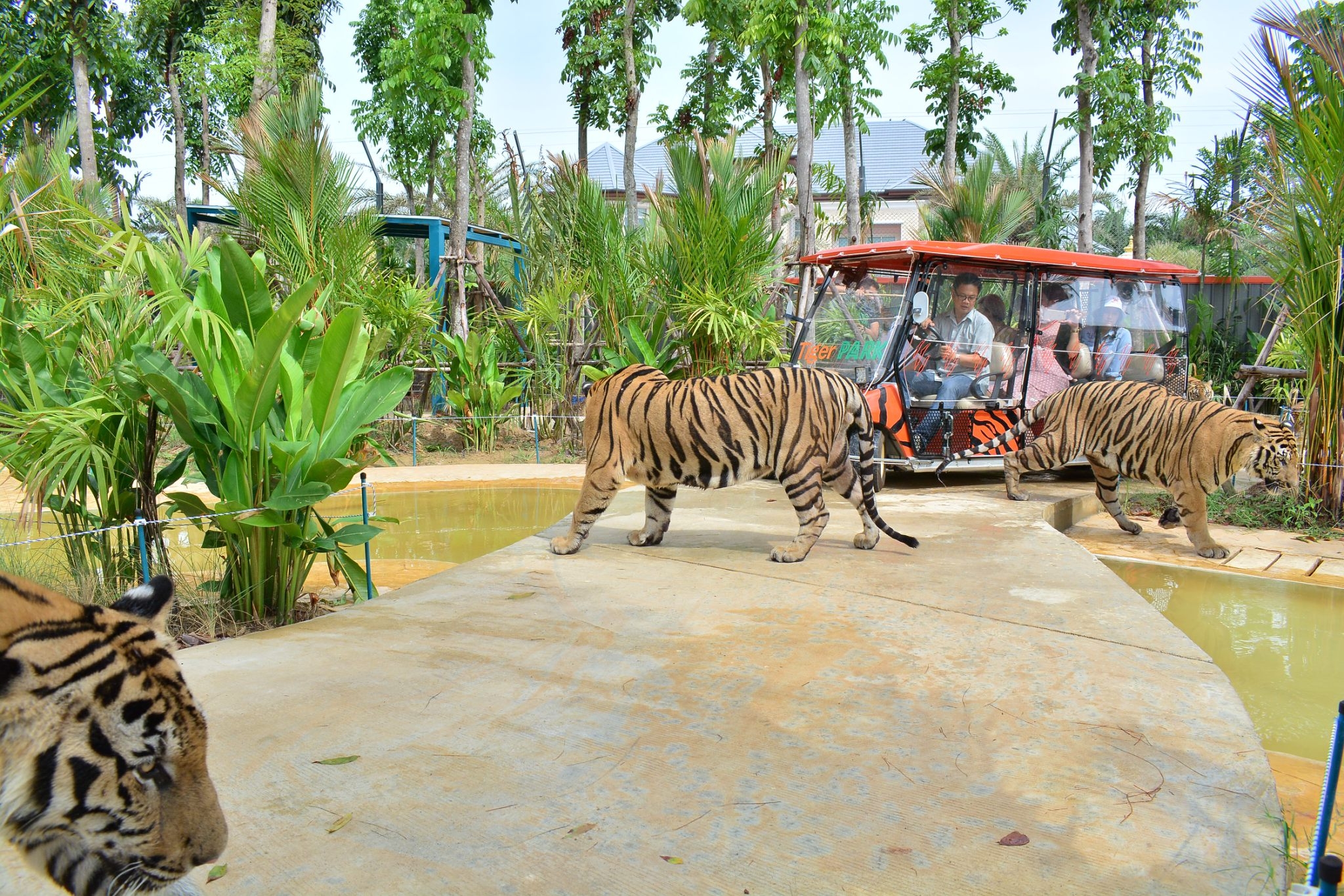 Tiger Gallery Image