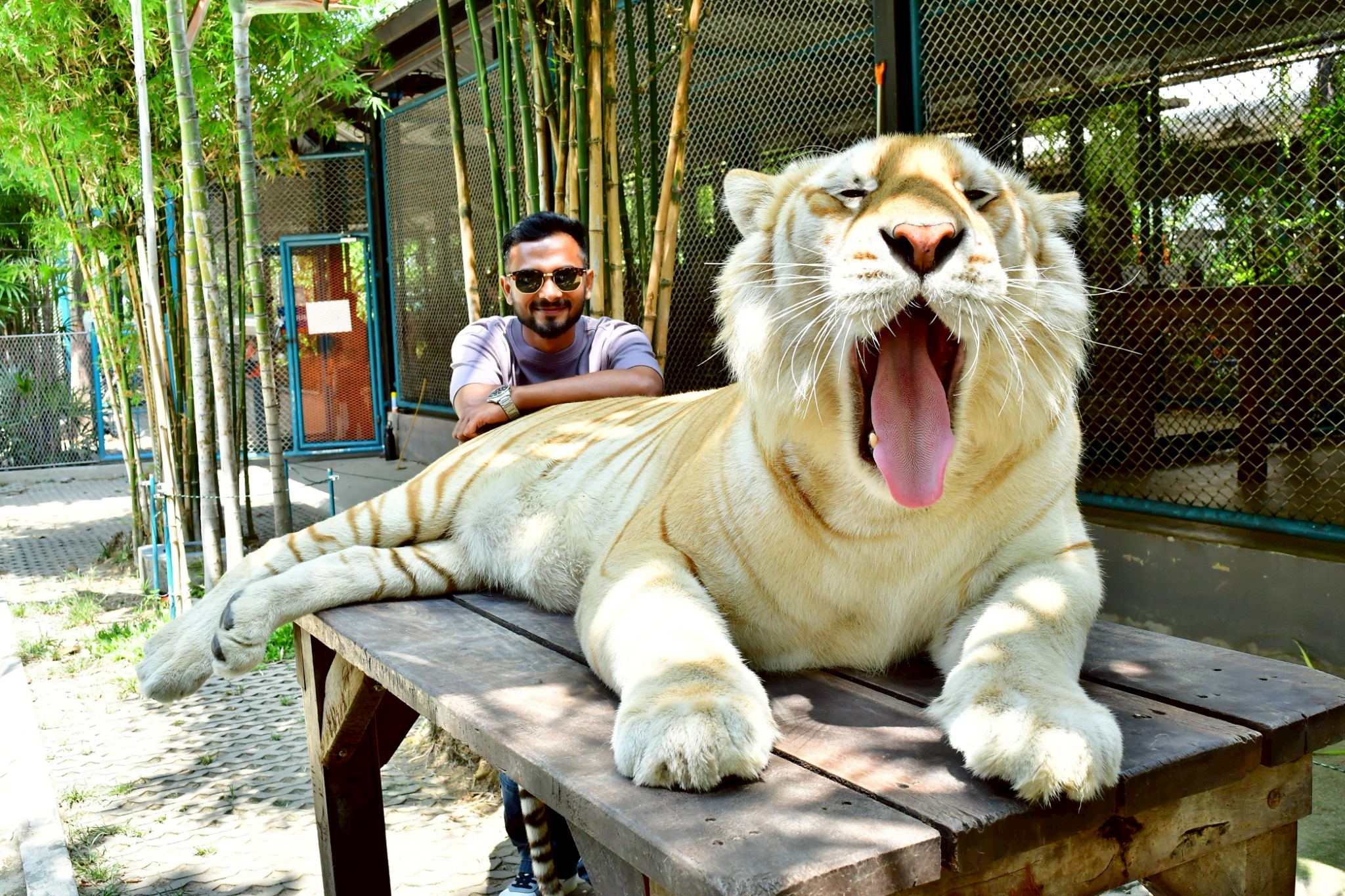 Tiger Gallery Image