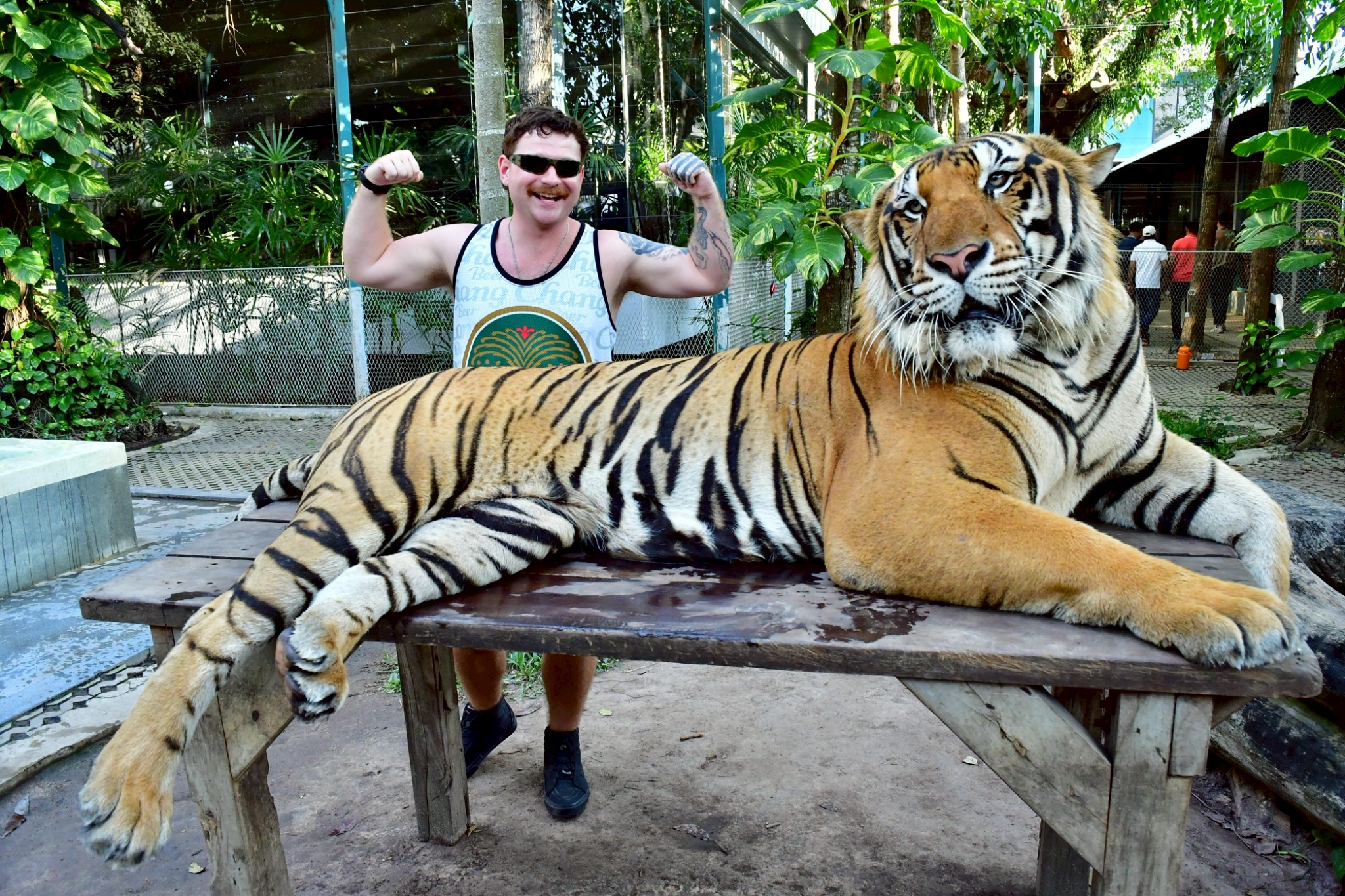 Tiger Gallery Image