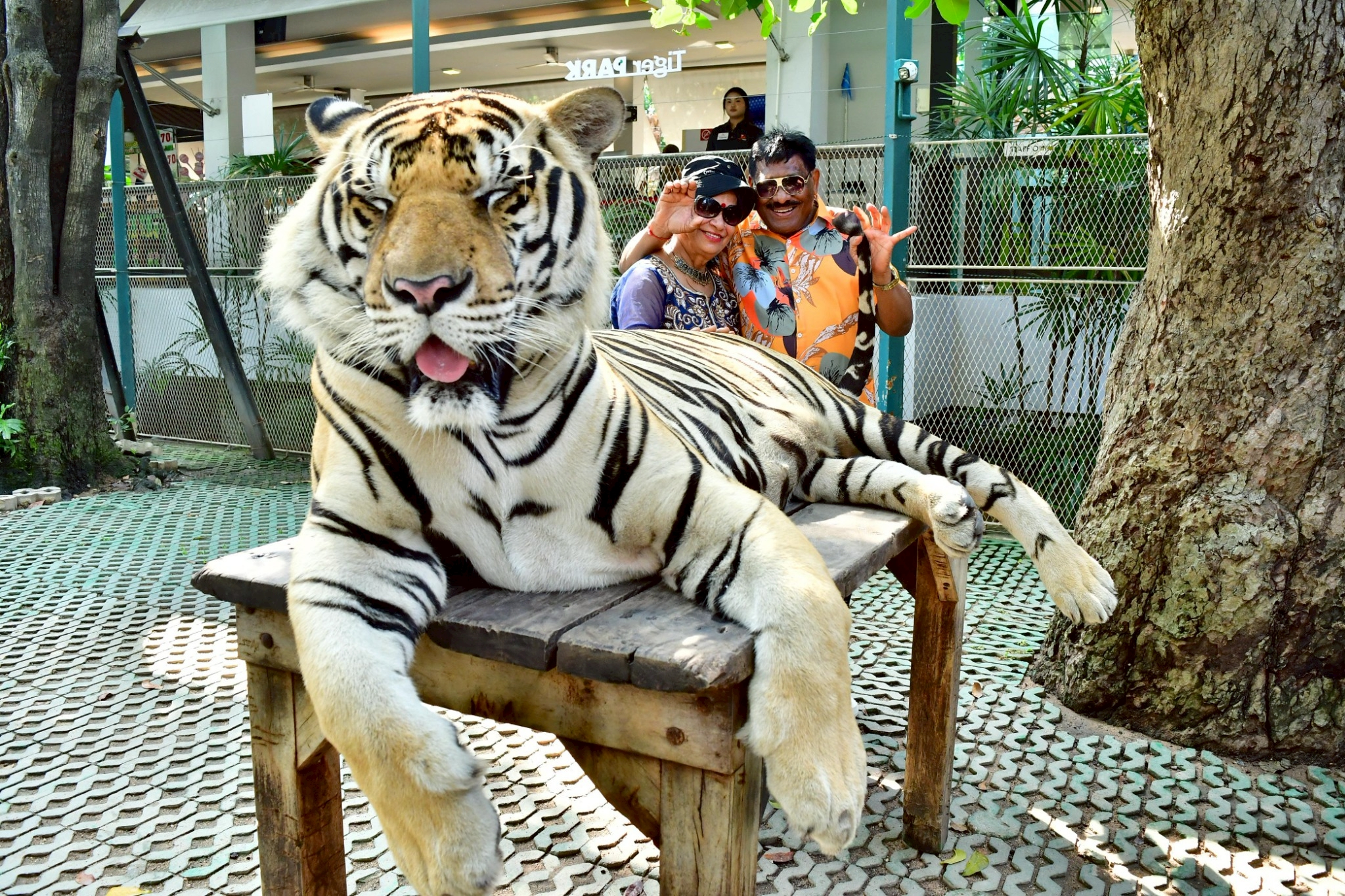 Tiger Gallery Image