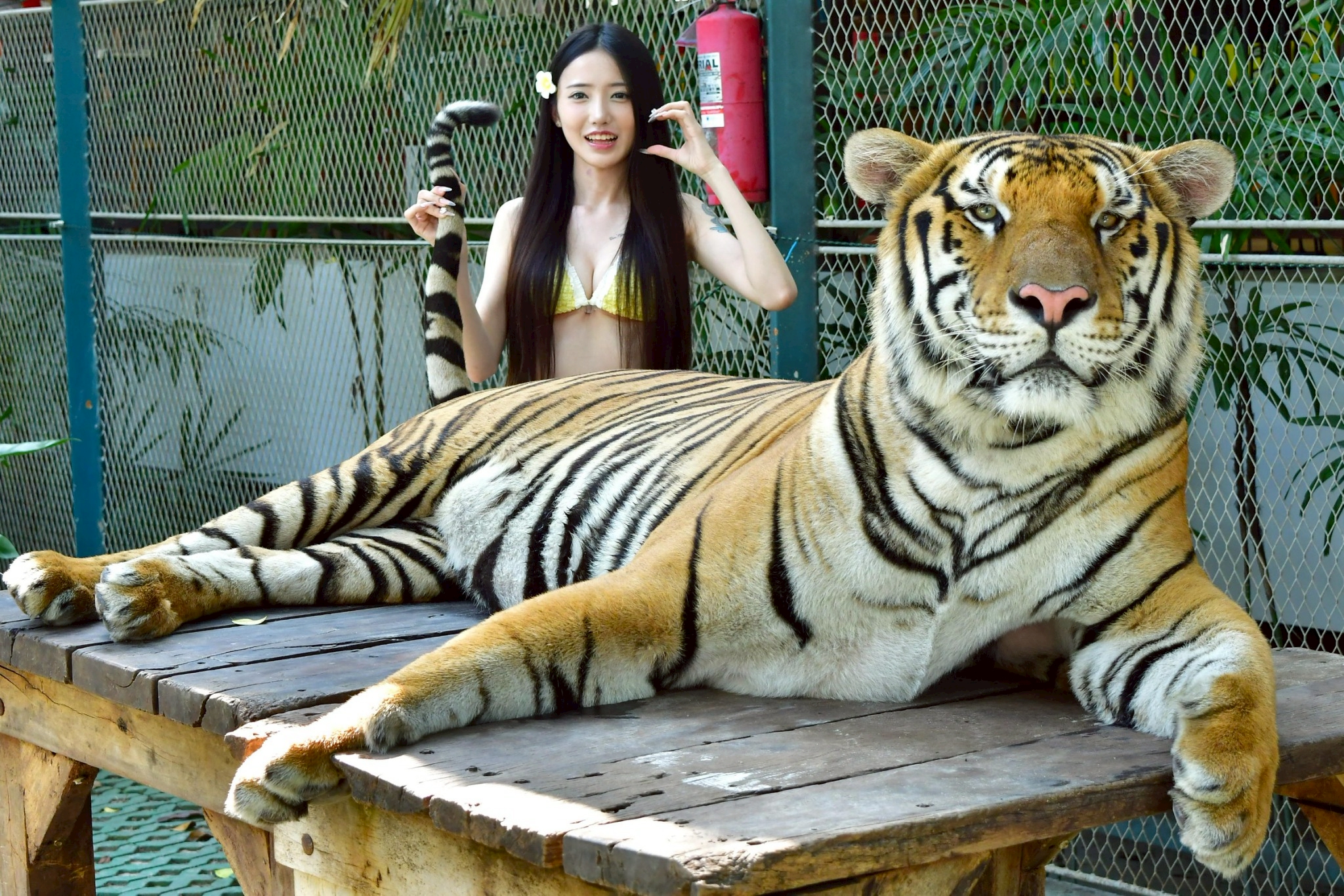 Tiger Gallery Image