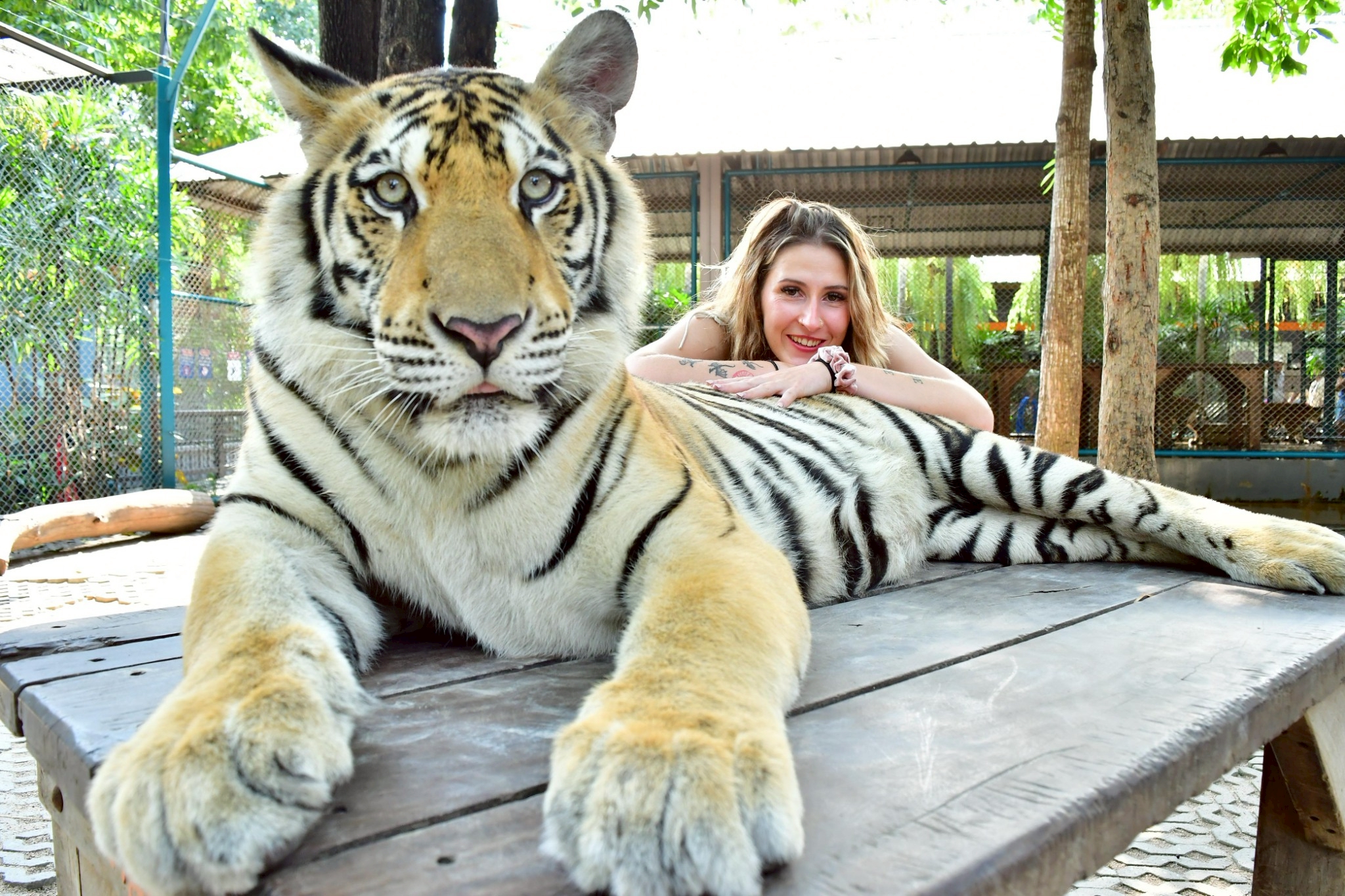 Tiger Gallery Image