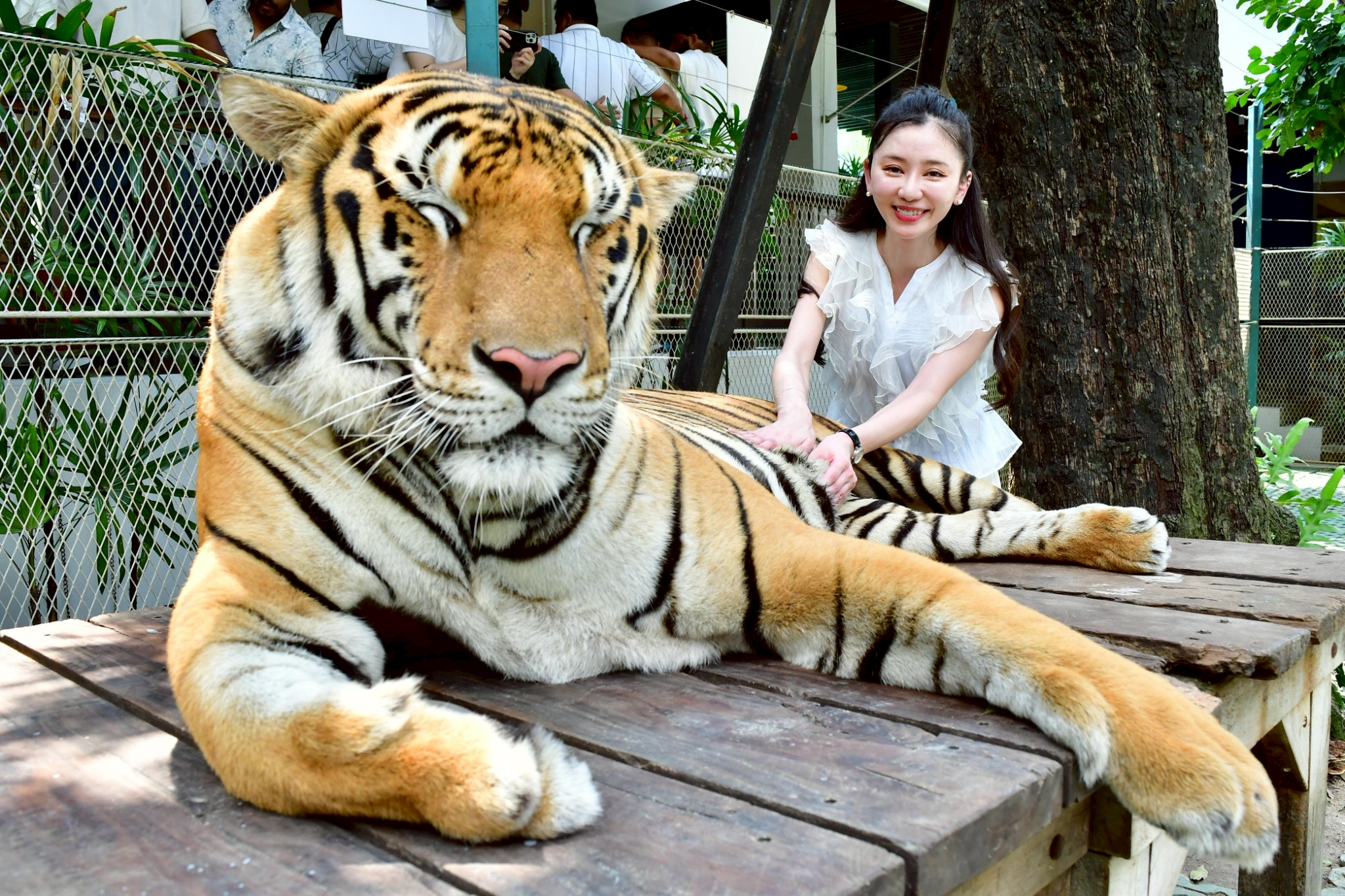 Tiger Gallery Image