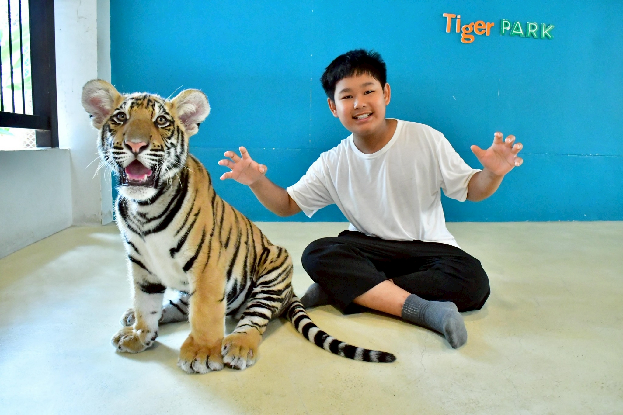 Tiger Gallery Image