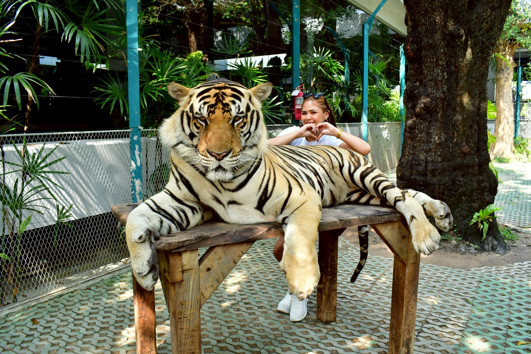 Tiger Gallery Image