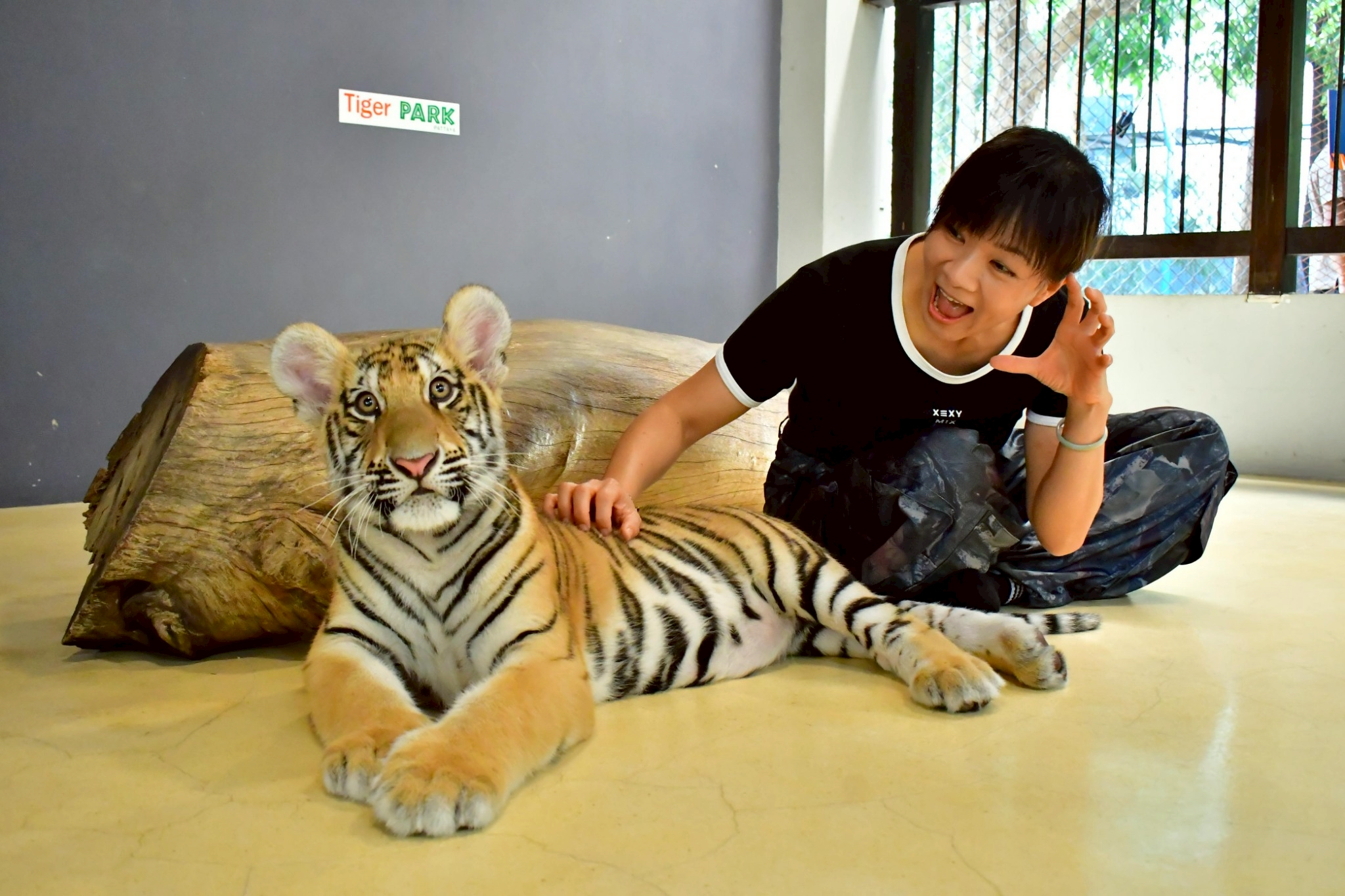 Tiger Gallery Image
