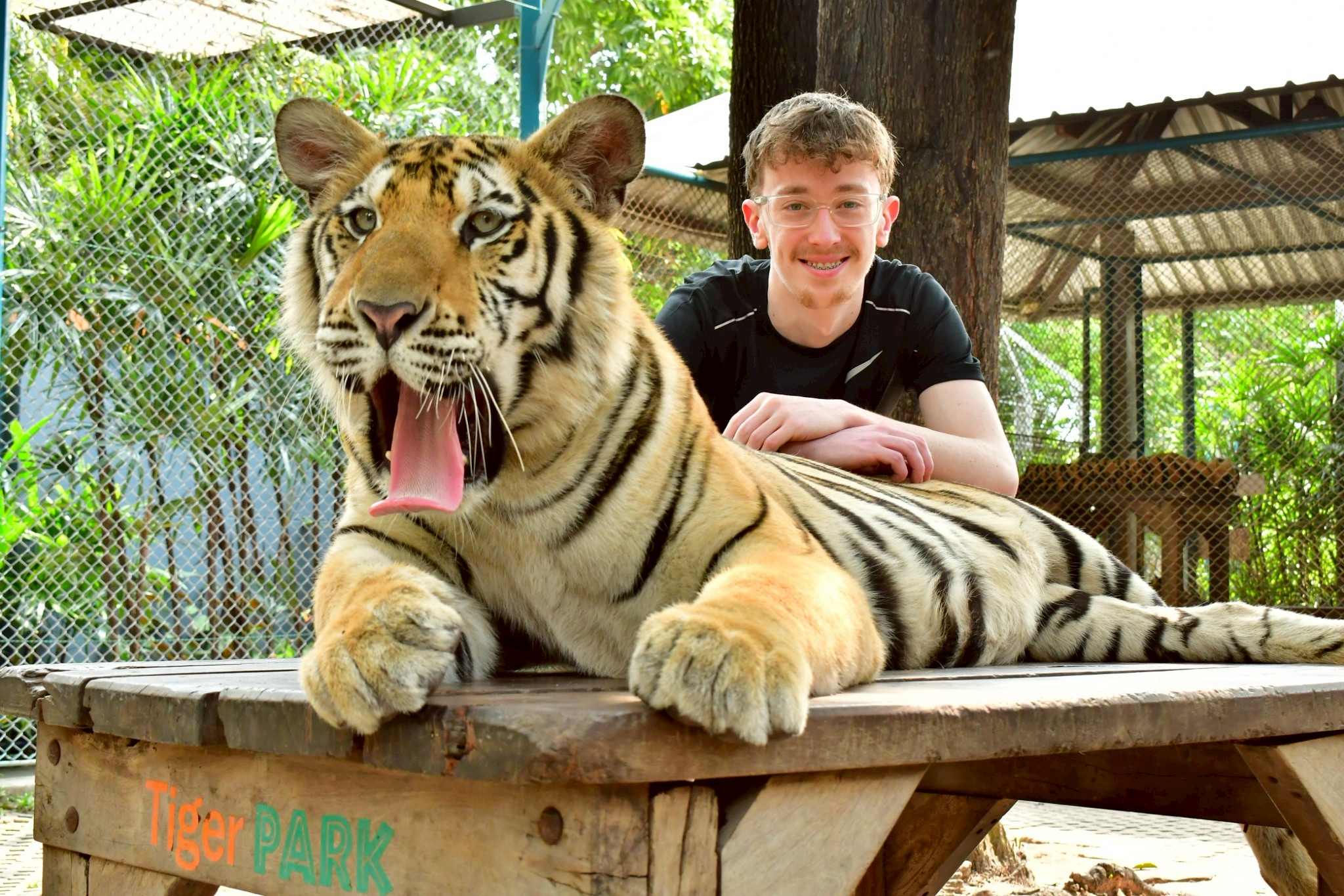 Tiger Gallery Image