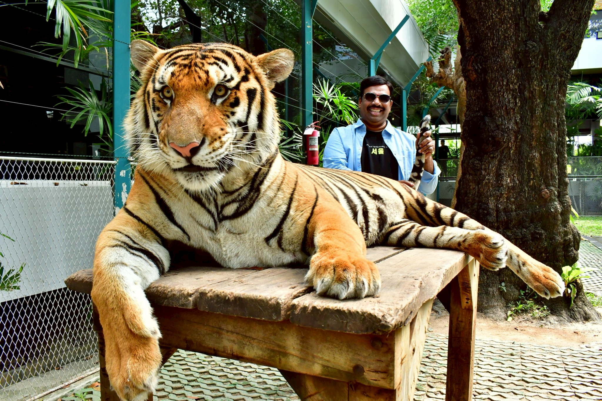 Tiger Gallery Image