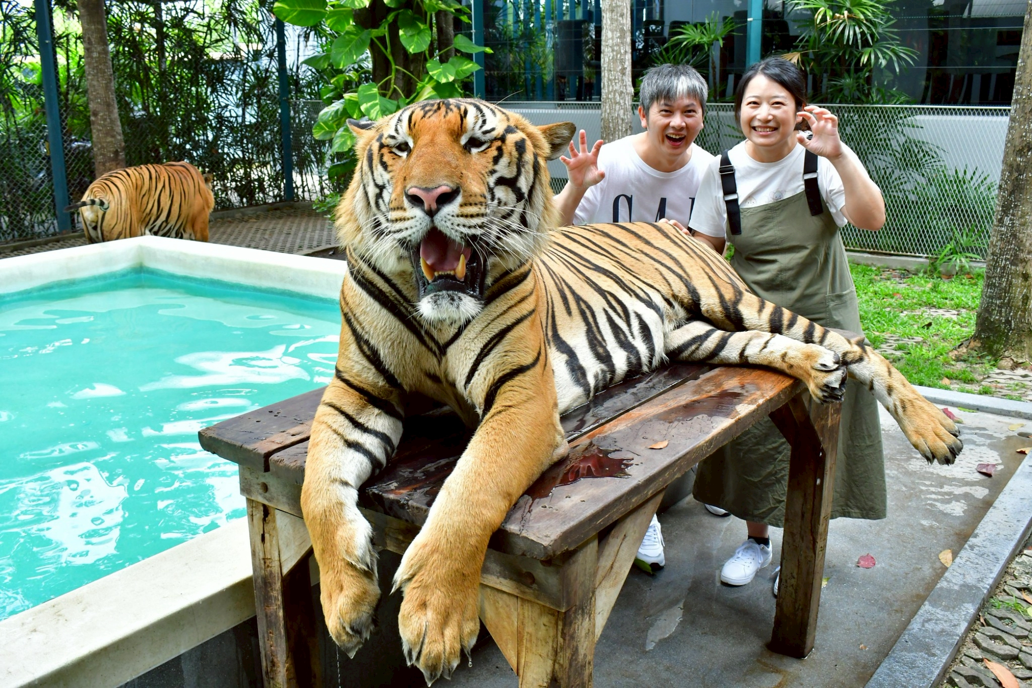 Tiger Gallery Image