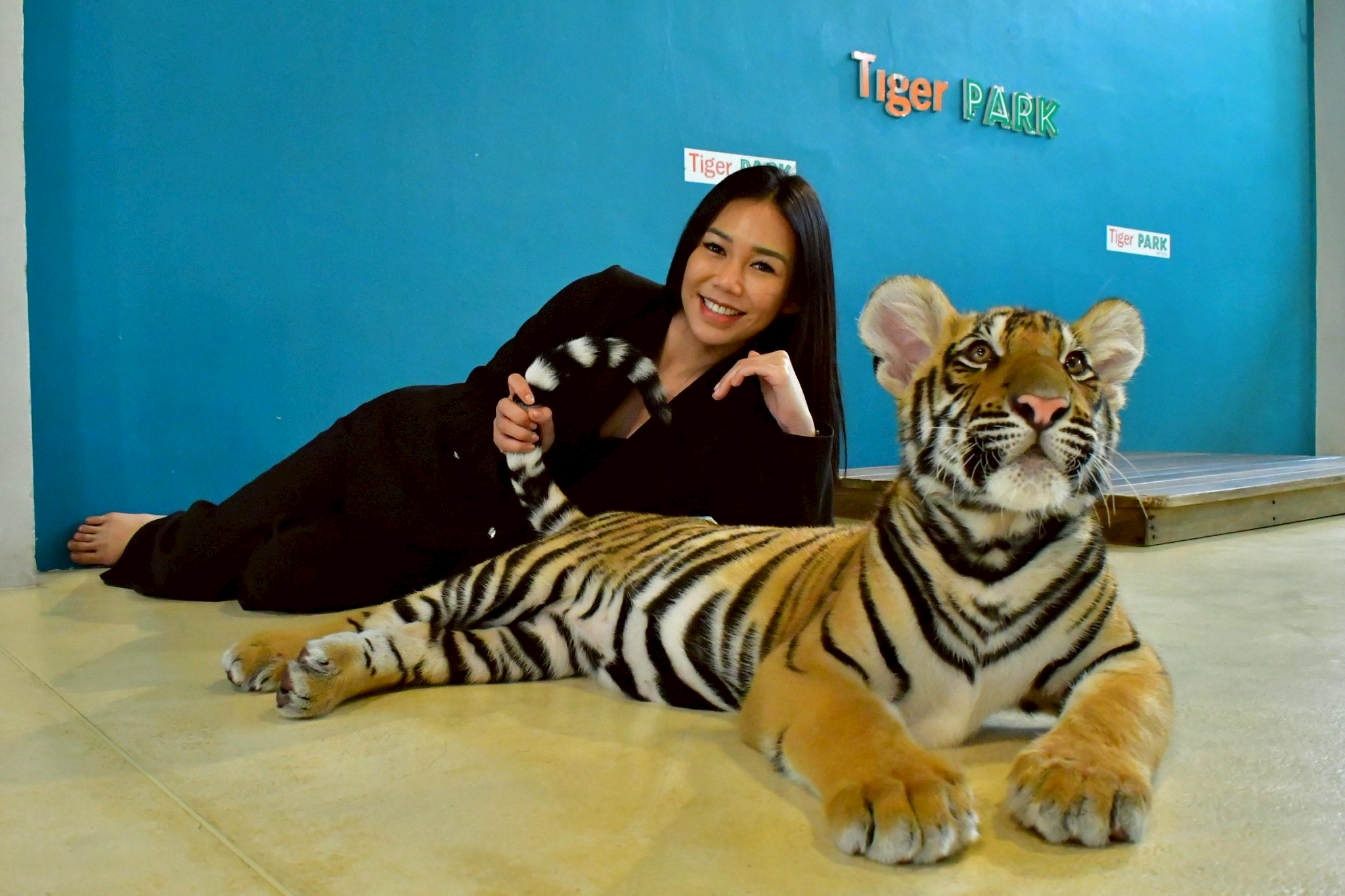Tiger Gallery Image