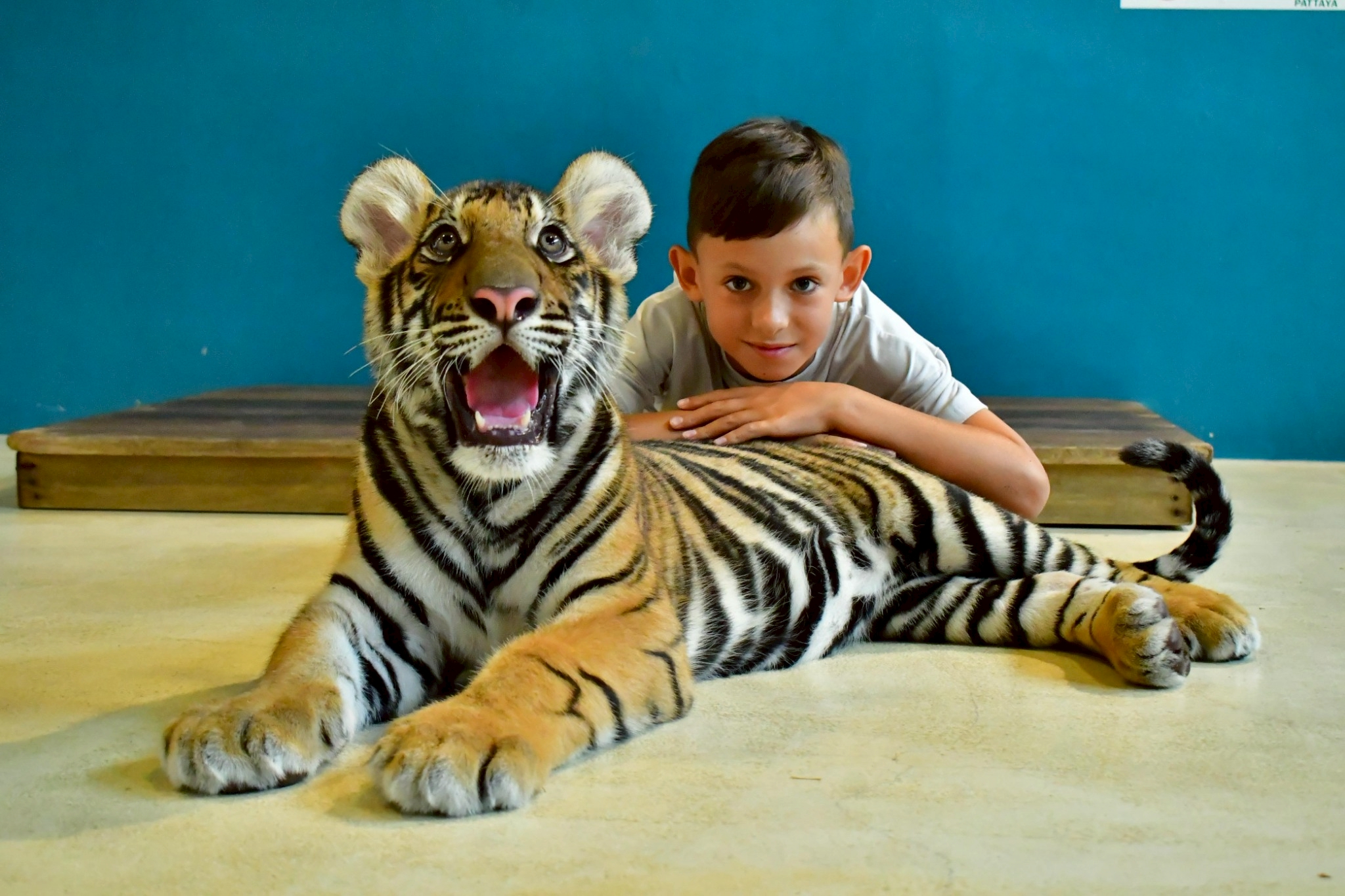 Tiger Gallery Image