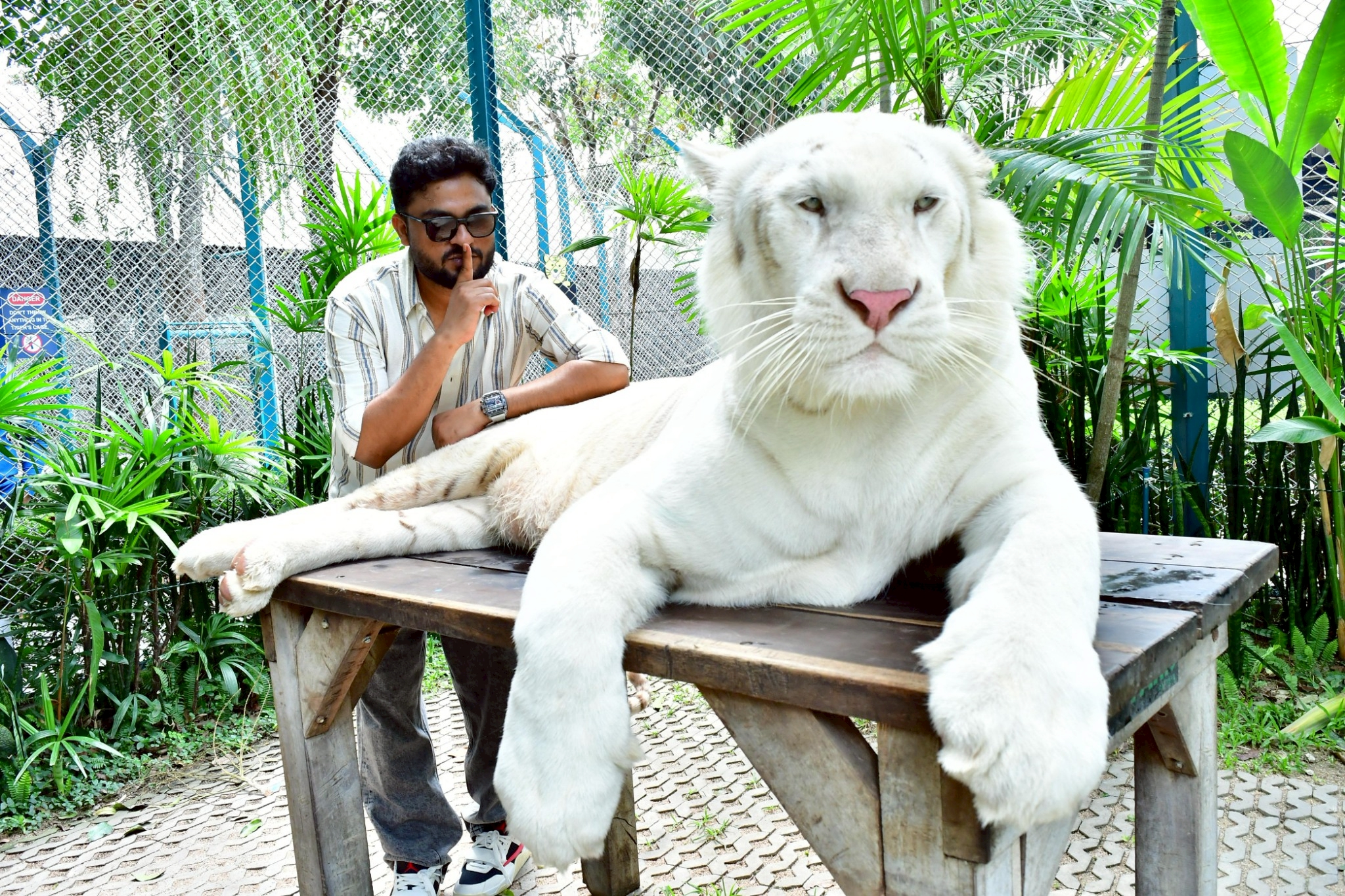 Tiger Gallery Image