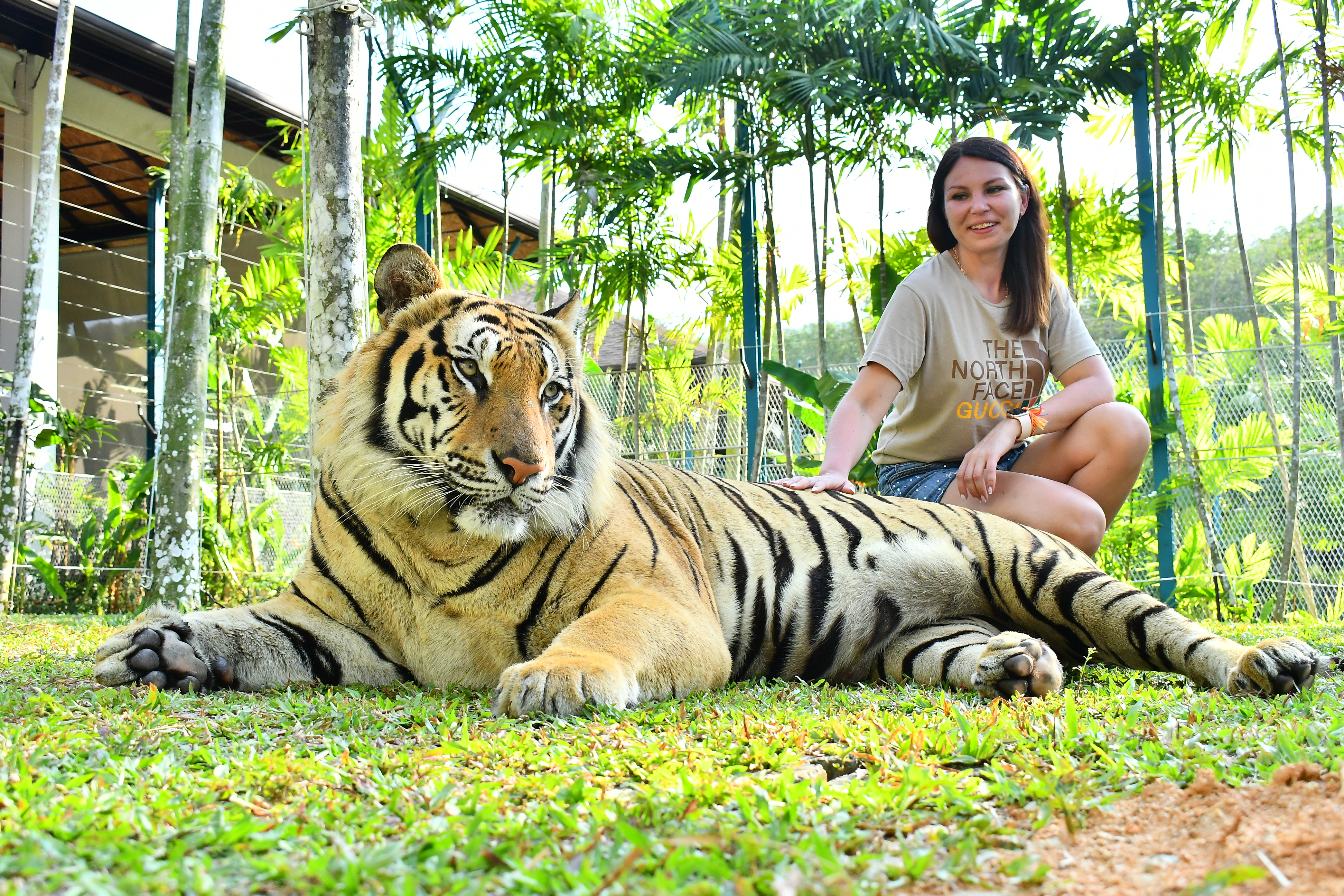 ไจแอนท์ไทเกอร์