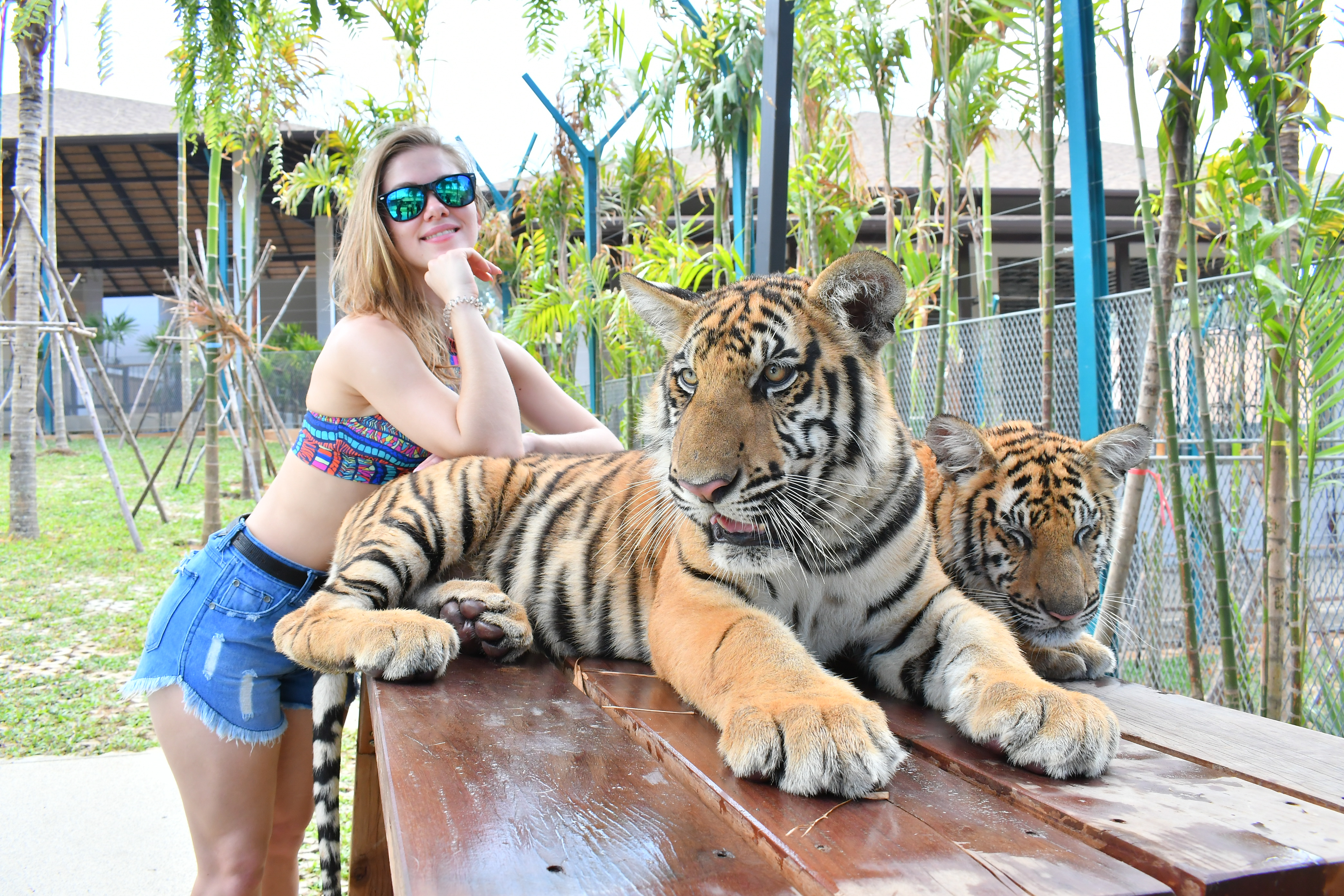 บิ๊กไทเกอร์