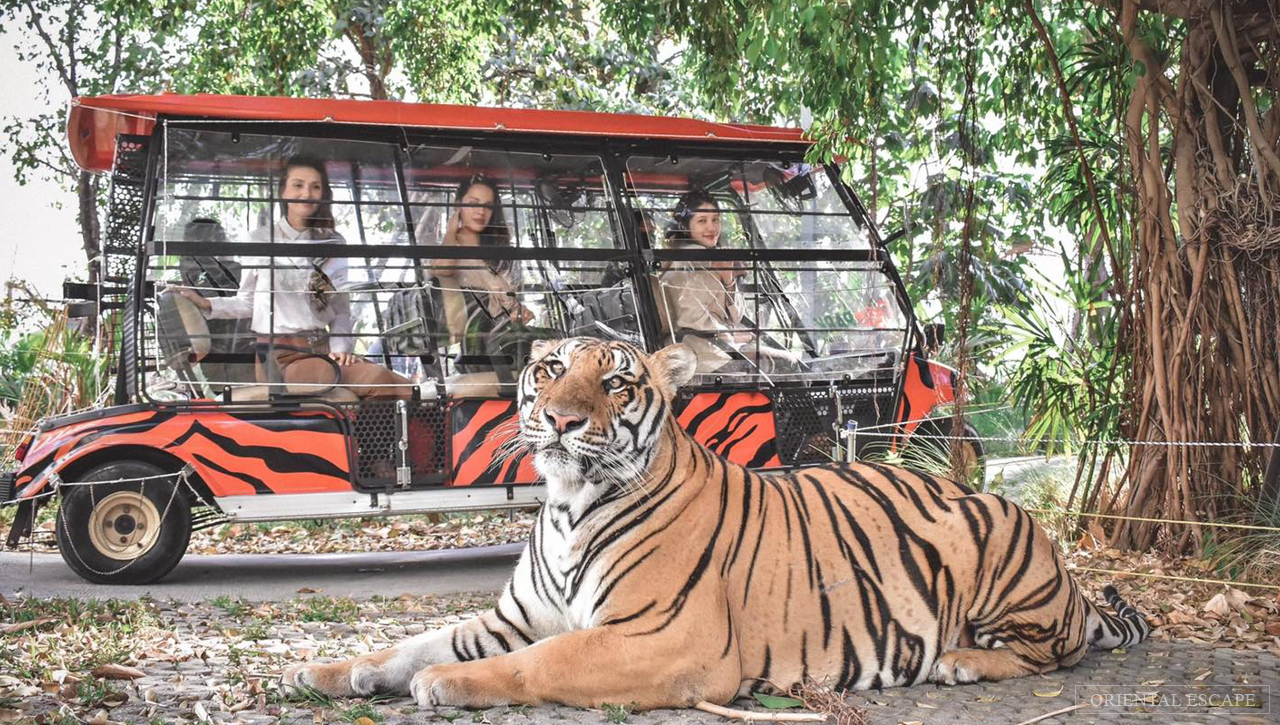 ฟอเรสต์ ซาฟารี