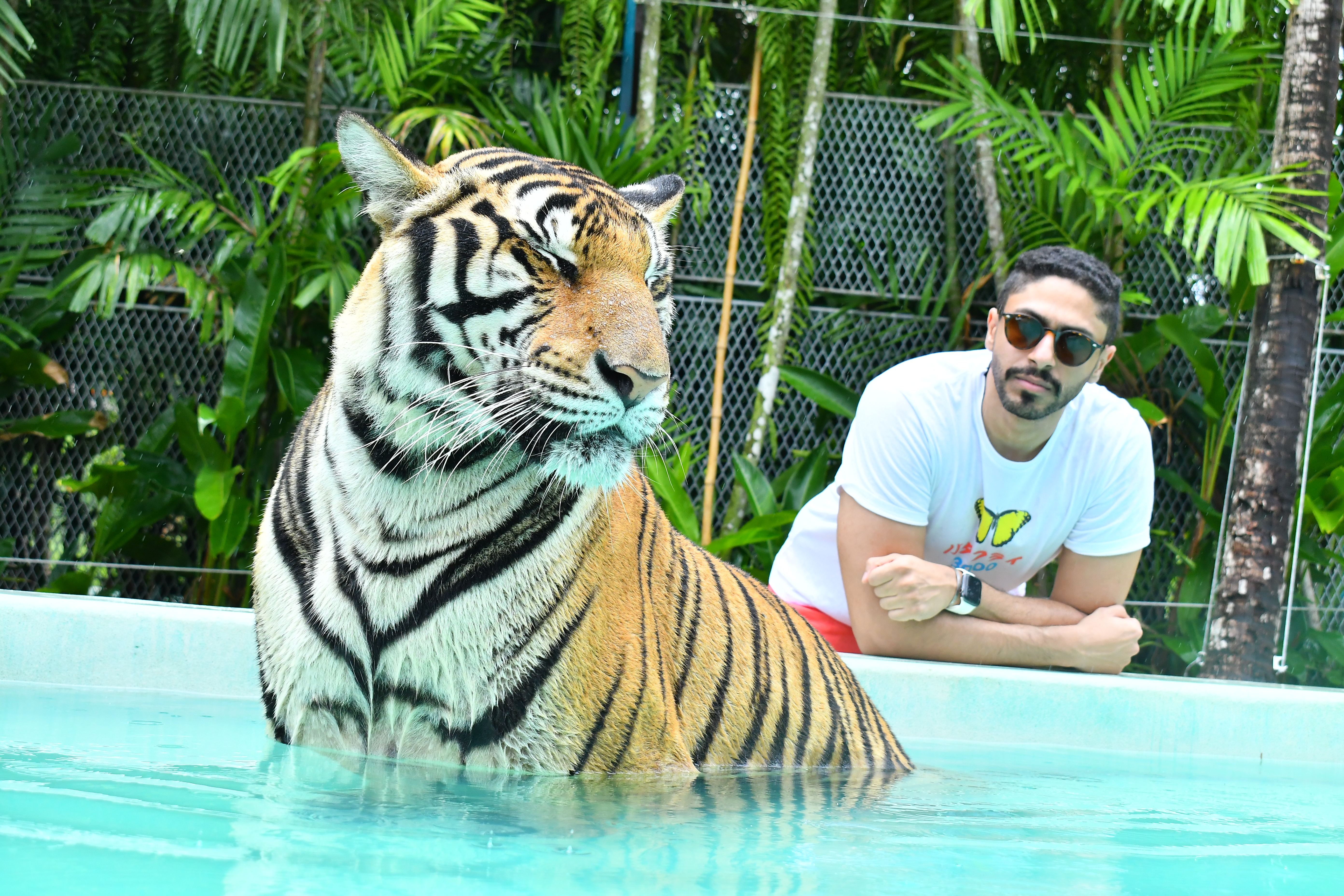 ไจแอนท์ไทเกอร์